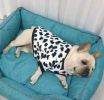 Autumn/Winter warm dog coat Small; medium dog; Flannel warm dog clothing pet supplies; dog clothing - Black and white cow bottle (Fadou type) - M